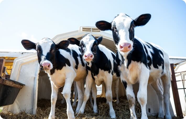 Calf Milk Replacers