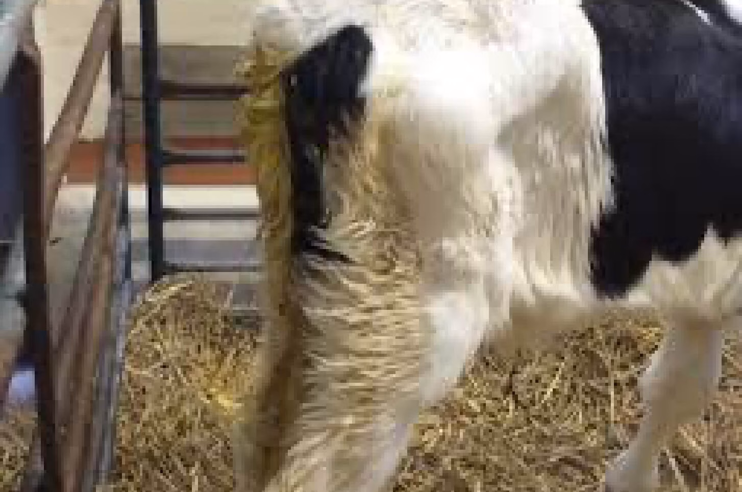 Cryptosporidium in young calves