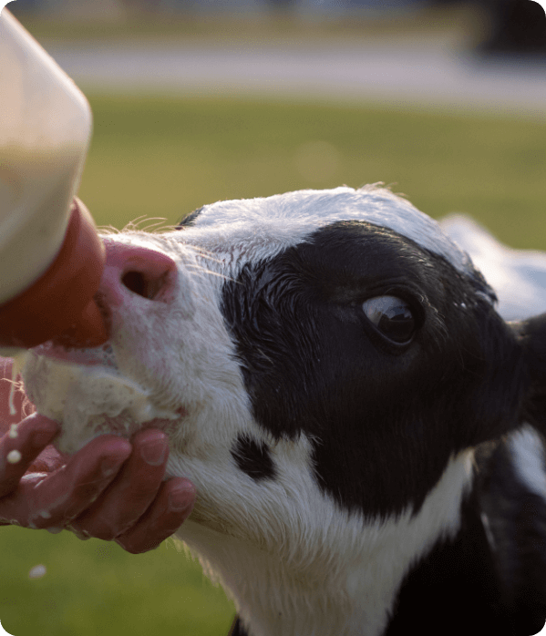 highly digestible Milk replacer for calves