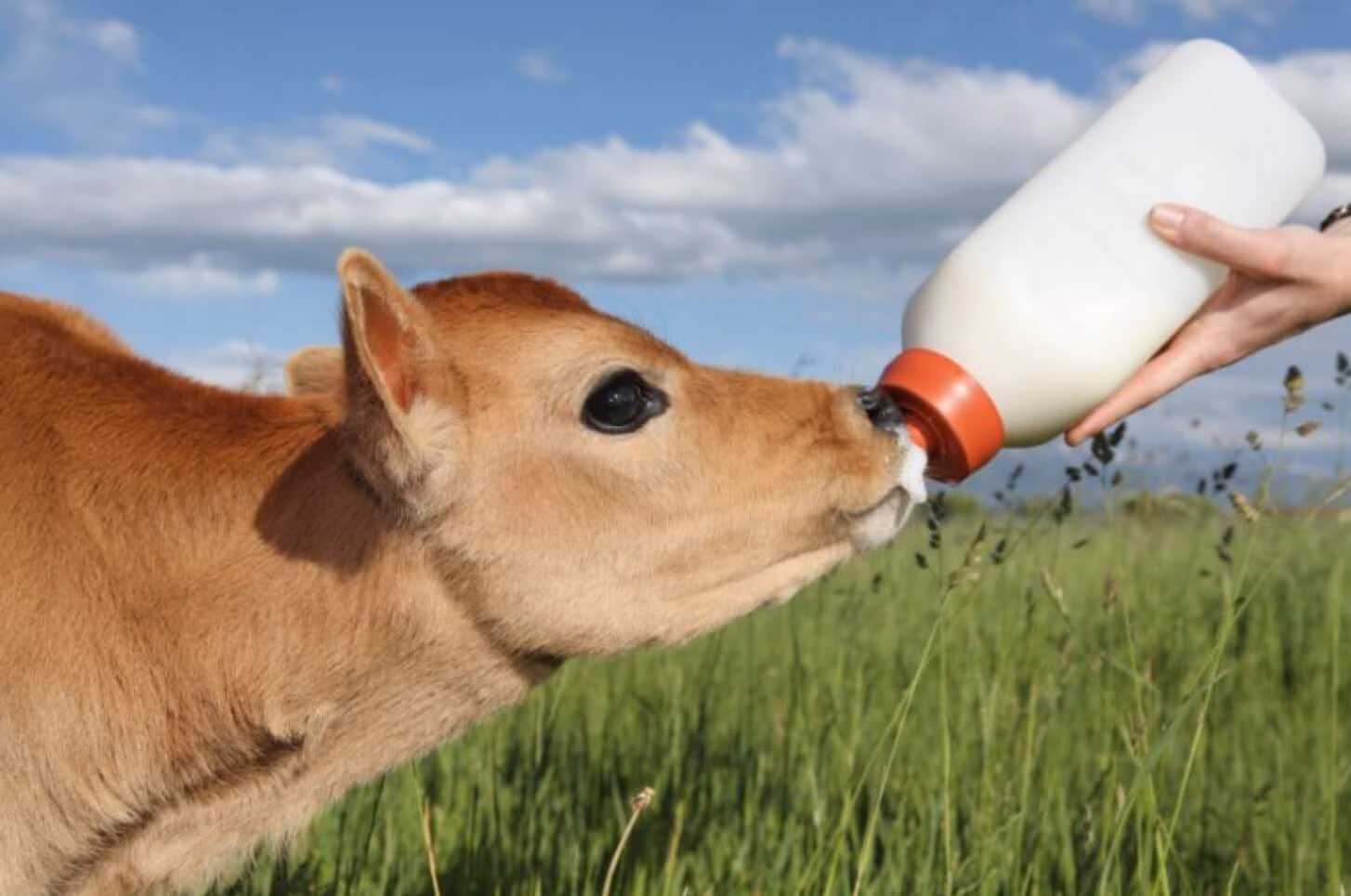 feeding calves