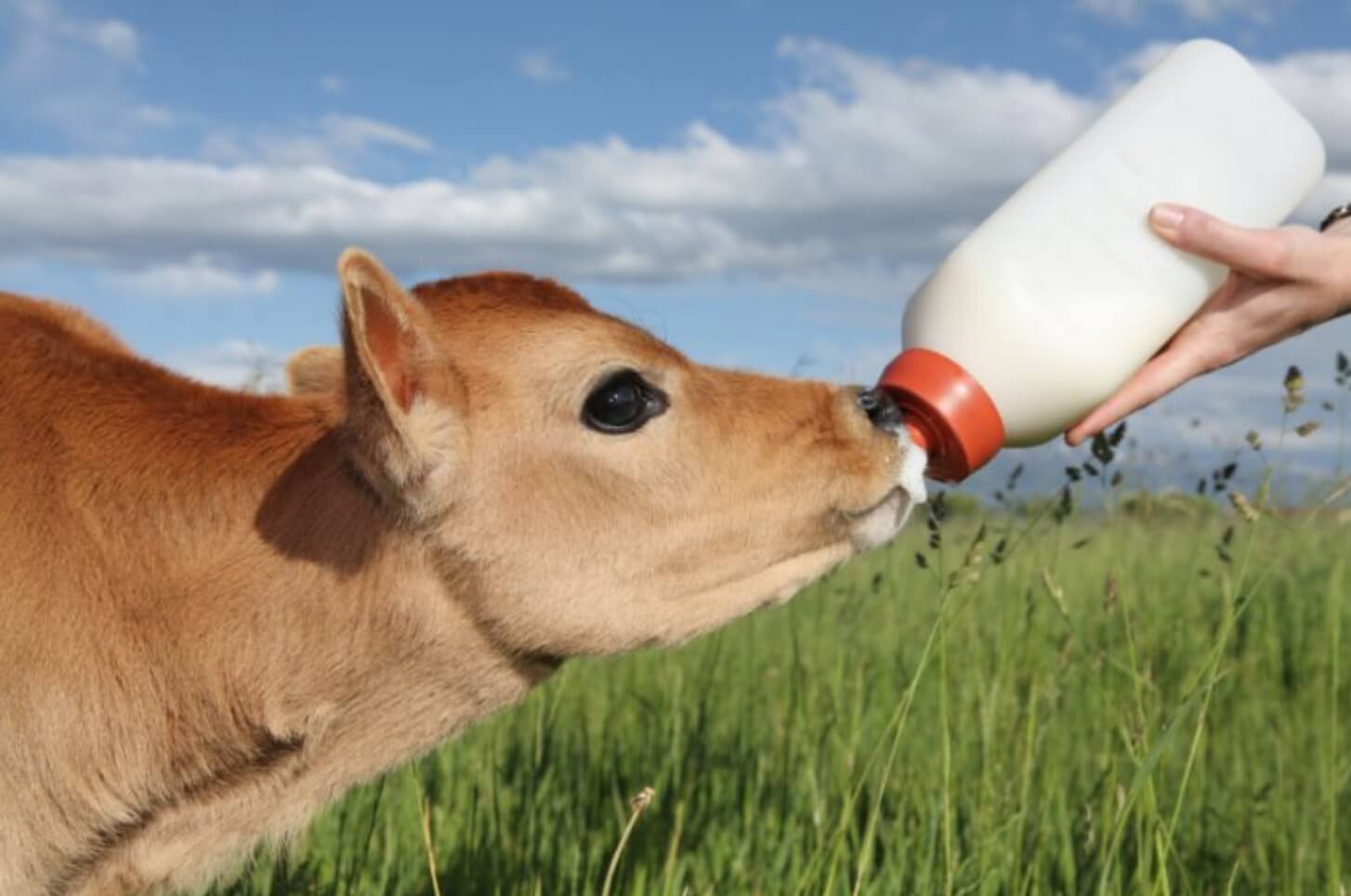 feeding calves