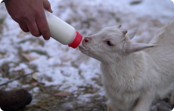 Kid Goat Milk Replacer 