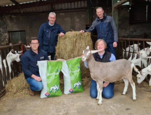 Milking goats must be given the best possible start