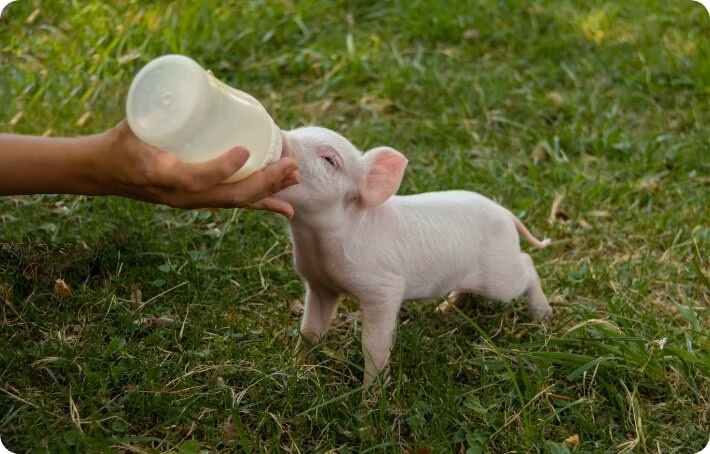 piglet milk replacers