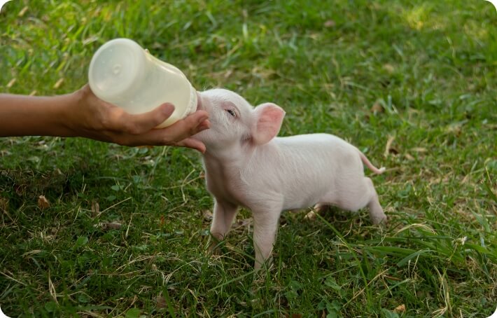 piglet milk replacers