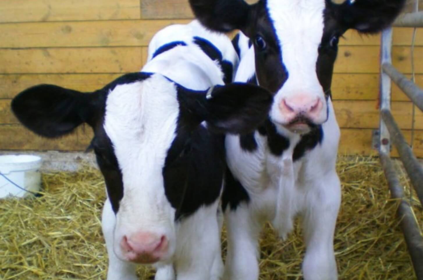 lung problems in young calves