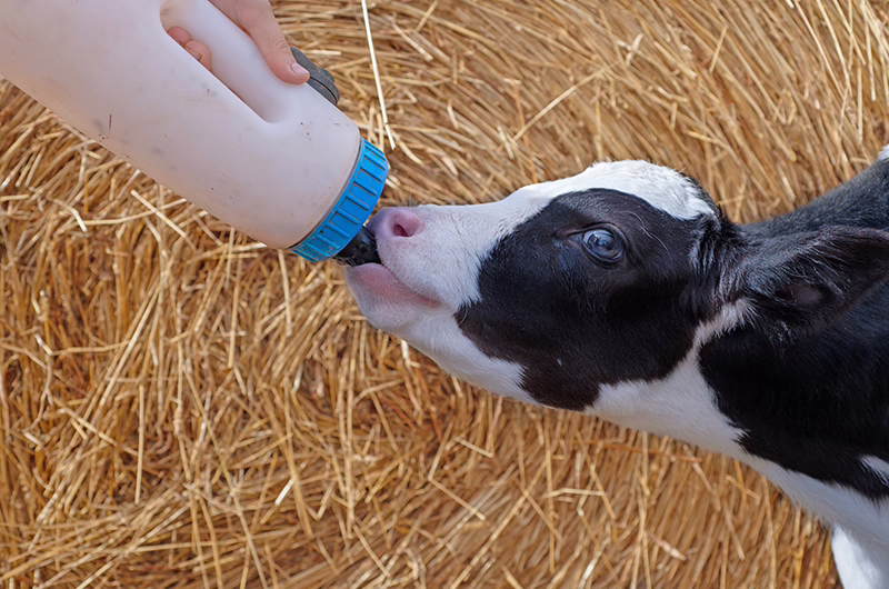 Calf drinking milk replacer for healthy early growth