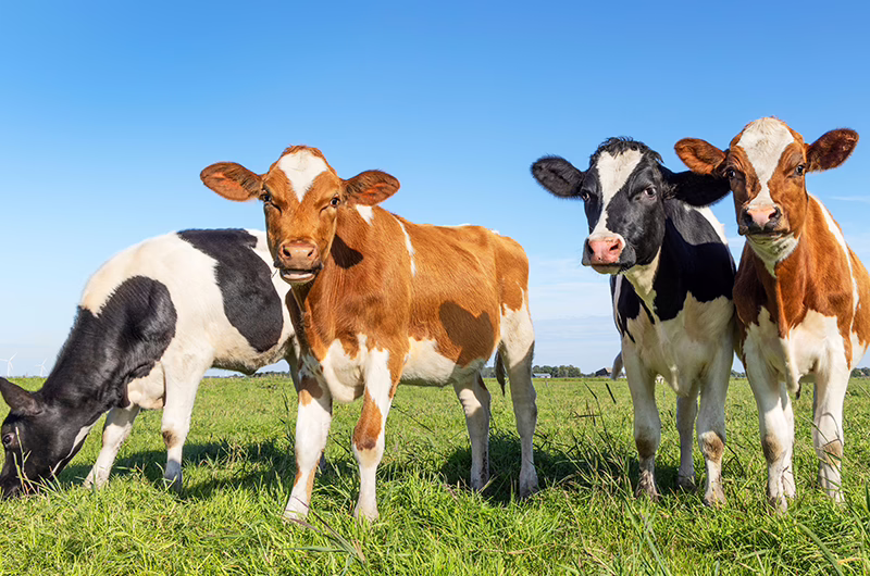 Calf drinking milk replacer as part of a feeding programme