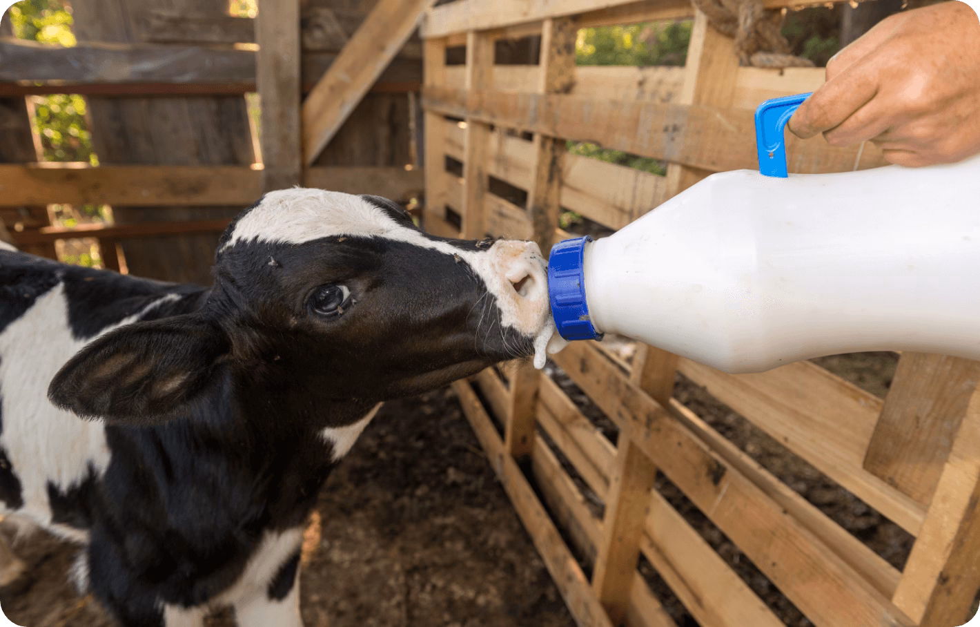 Calf Milk Replacers