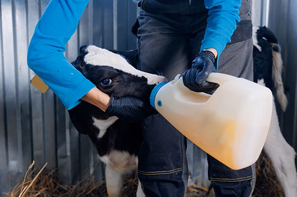 Colostrum vs milk replacer feeding for healthy calf growth