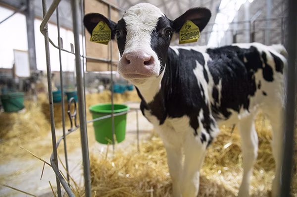 Calf drinking milk replacer from feeder during early growth stage